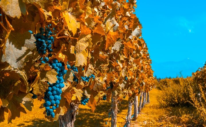 Vineyards of Mendoza in autumn colors, Argentina