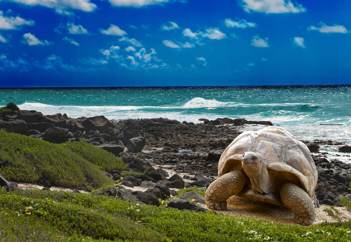 Large turtle  at the sea edge on background of a tropical landscape