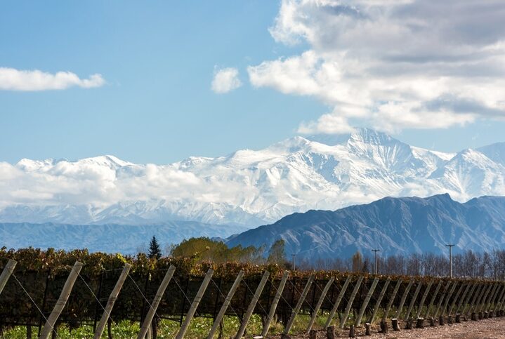 Early morning in the late autumn: Volcano Aconcagua Cordillera and Vineyard. Andes mountain range, in the Argentine province of Mendoza