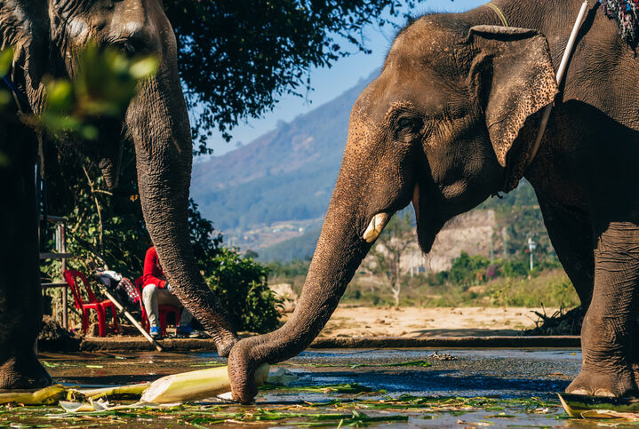 Elephants eat outdoors in the Park in Da Lat, Vietnam